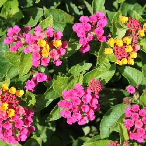 thumbnail for publication: 'Bloomify Red' and 'Bloomify Rose', Two Infertile Lantana camara Cultivars for Production and Use in Florida